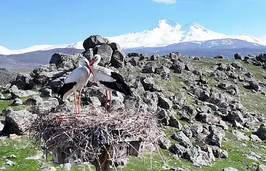 Leyleklerin gelişiyle Hürmetçi Sazlığı'nda görsel şölen
