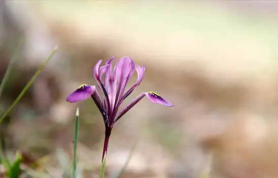 Dünyada sadece Kayseri'nin o ilçesinde var! Görürseniz sakın koparmayın, çünkü…