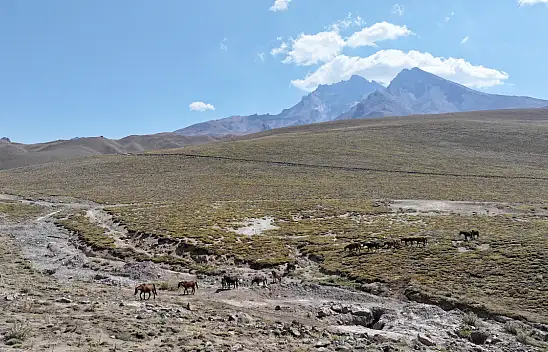 Erciyes'in özgür yılkı atları tehlikede