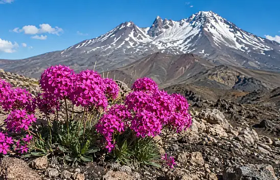 Erciyes'te keşfedilen pembe mucize: Doğayı yeniden canlandırabilir