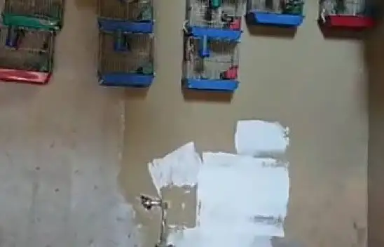 Üretimi yasak kuş bulunduran şahsa 151 bin 200 lira para cezası