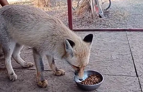 Evlerde kedi köpeğin yerini mi alacak? Kayseri'de yeni dönem