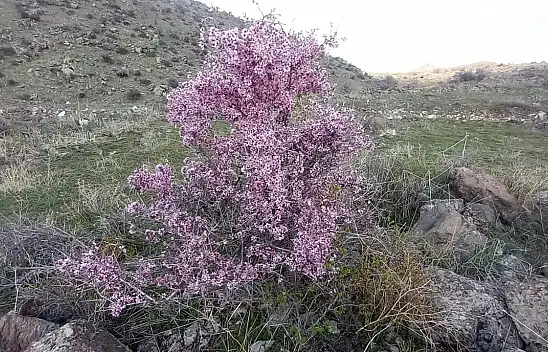Fazlası zehirliyor! Erciyes'te 100 yıllık ağaçlar çiçek açtı