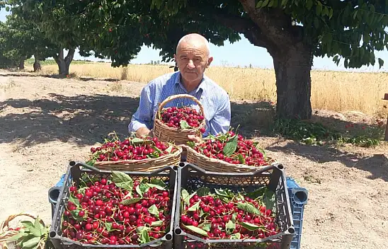 Gerçek ortaya çıktı! Napolyon değil Apolyont kirazı