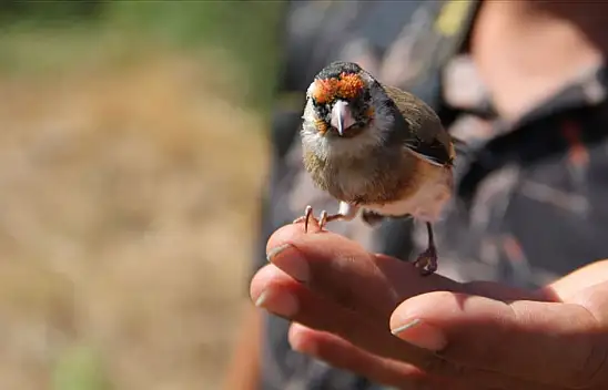 Gönülleri fethediyor ama kafese koymanın cezası çok ağır!