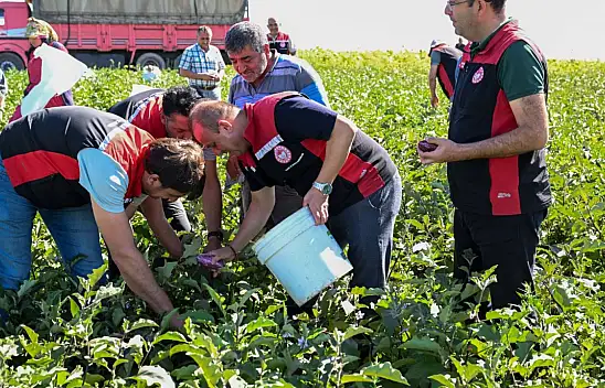 Hasadı başladı: Gizli gücü ortaya çıktı, sapı bile şifa dağıtıyor!