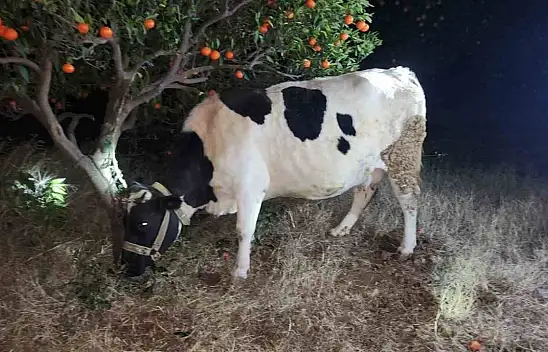 Köylerden hayvan çalan hırsızlar suçüstü yakalandı