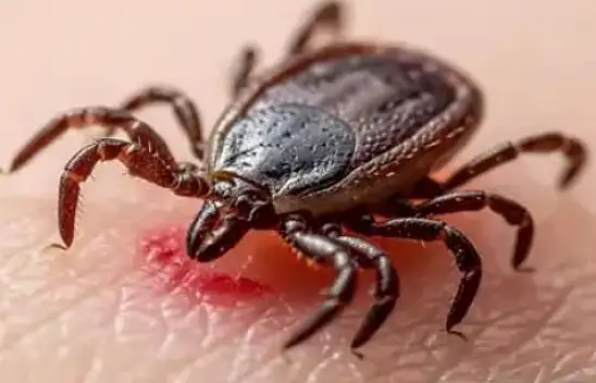 Her 100 vakadan 5'i ölümle sonuçlanıyor! Uzmandan KKKA uyarısı