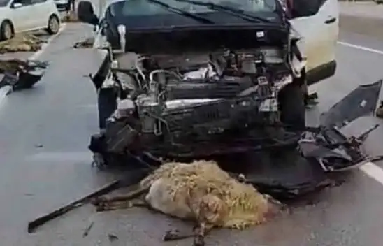 Her gün aynı korku! Çiftçiler artık çözüm bekliyor