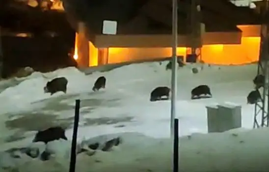 Hacılar'da domuz alarmı