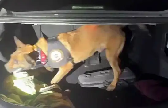 Kahraman köpek iş başında