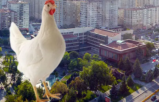 Kayseri Büyükşehir Belediyesi tavuk alacak!