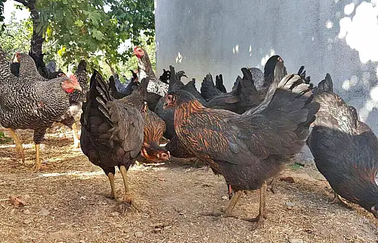 Kayseri Büyükşehir Belediyesi'nden 'tavuk' açıklaması: Her aileye 10 adet dağıtılacak