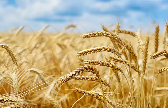 Kayseri çiftçisinin borcunda rekor artış!