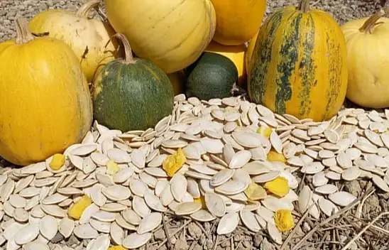 Kayseri'de 13 kilo 100 gramla başladı! 43 yılda 15 bin tonluk ekonomiye dönüştü