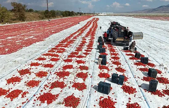 Kayseri'de 160 kişinin domates mesaisi!