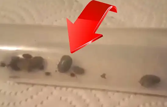 Kayseri'de 4 kişi öldü! Kenelerle ilgili şok iddia! Çoğalmasının nedeni bu mu?