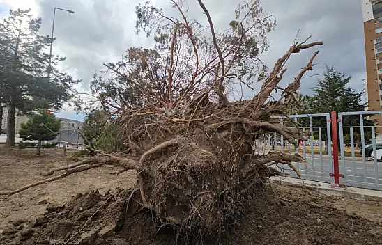 Kayseri'de ağaç kökünden söküldü! Ekipler harekete geçti
