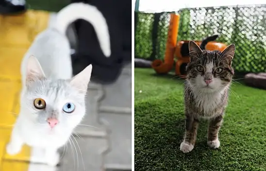 Kayseri'de bir ilk: Kedi kasabası