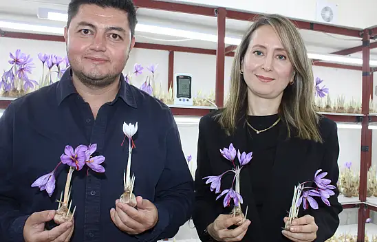 Kayseri'de bir ilki başardı! Dünyanın en pahalı baharatını yetiştirdi