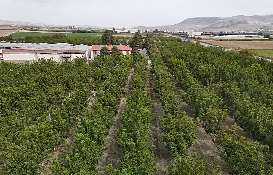 Kayseri'de boş fabrika bahçesi cevizliğe dönüştü! 2 bin ağaçtan 15 ton hedef