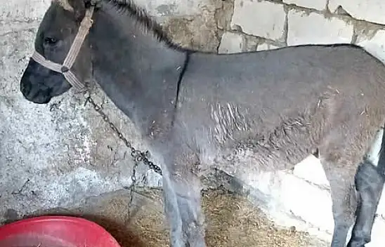 Kayseri'de bu da oldu! 'Acil satılık eşek' ilanı verdiler