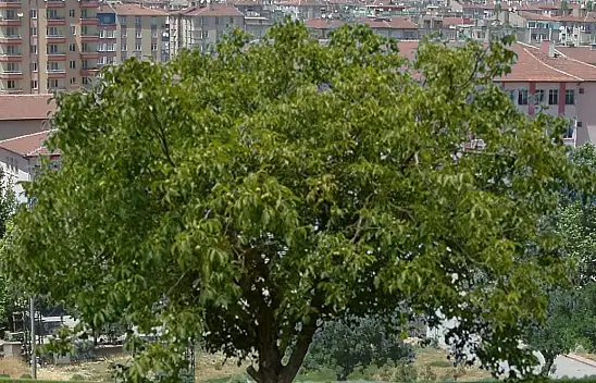 Kayseri'de ceviz ağacından düştü, hayatını kaybetti