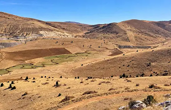 Kayseri'de çiftçileri bezdirdiler! Araziye çıkıldı, 75'i vuruldu