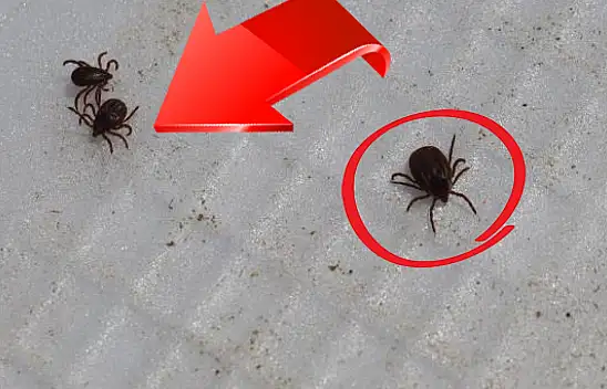 Kayseri'de de acı haberler art arda gelmişti! Öldüren keneler kışı bakın nerede geçiriyor?