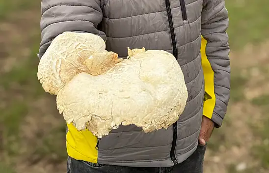Kayseri'de doğada kendiliğinden çıkıyor, nadir görülüyor! Ortaya çıktı