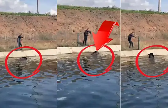 Kayseri'de şaşırtan görüntü! İple domuz kurtarma operasyonu