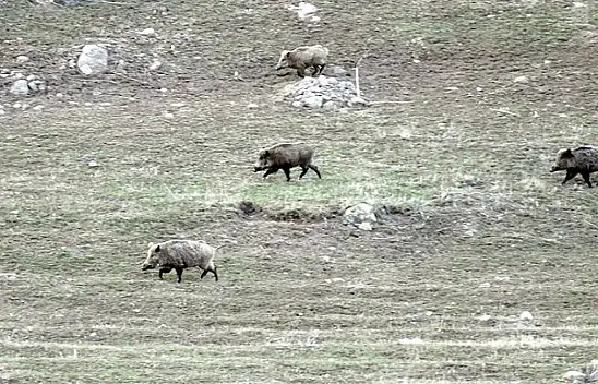 Kayseri'de domuz tehdidi!