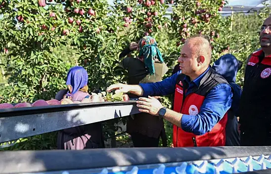 Kayseri'de elmalar bu kez böyle toplandı!
