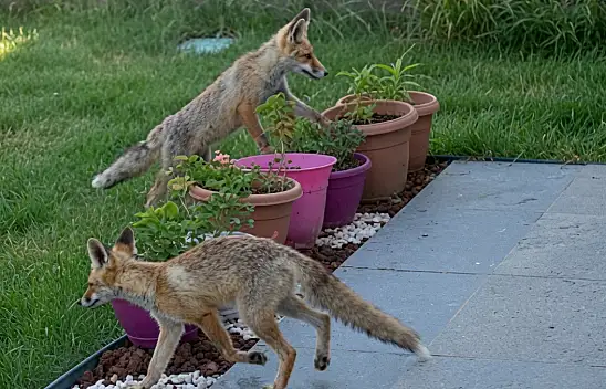 Kayseri'de bahçede kedi değil tilkiler geziyor