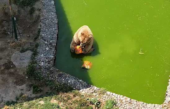 Kayseri'de hayvanlara buzlu yaz ikramı