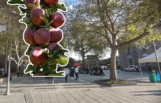 Kayseri'de icralık olan tonlarca elma bugün satışa çıkıyor!