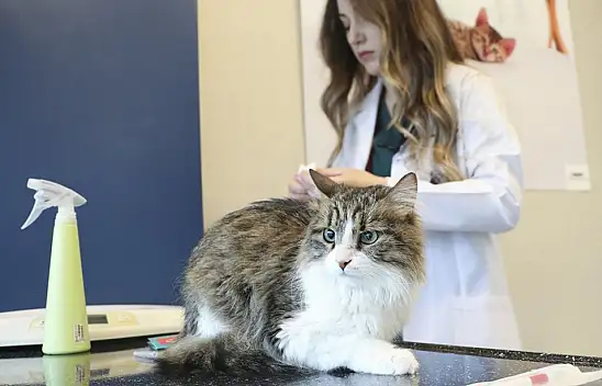 Kayseri'de kedi ve köpeği olanlar dikkat! Yapmayanın evcil hayvanı toplanacak