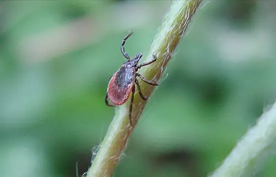 Kayseri'de kene alarmı devam ediyor! Bakın bu kez nerede görüldü?