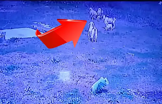 Kayseri'de korku dolu anlar! Köpekler böyle saldırdı! O anlar kameraya böyle yansıdı