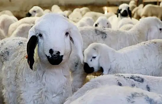 Kayseri'de küçükbaş hayvancılığın geleceği masaya yatırıldı