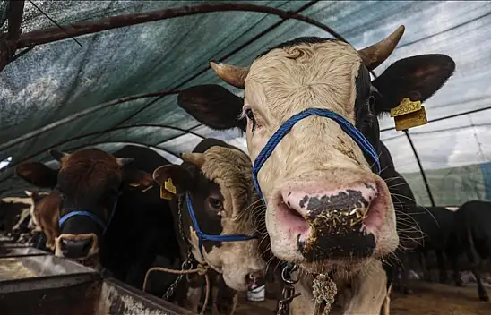 Kayseri'de kurban fiyatları resmen açıklandı! İşte yapılan o resmi açıklama