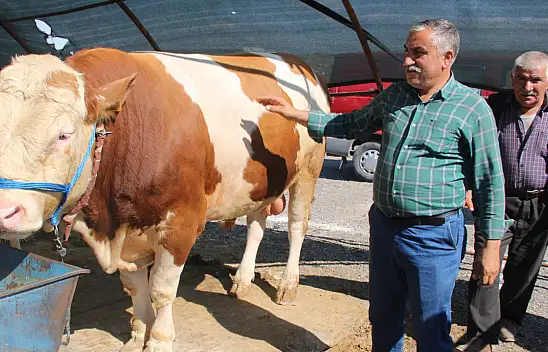 Kayseri'de Kurbanlık fiyatları ne kadar olacak?