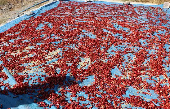 Kayseri'de mesai başladı! Coğrafi işaretli ürün kurutuluyor