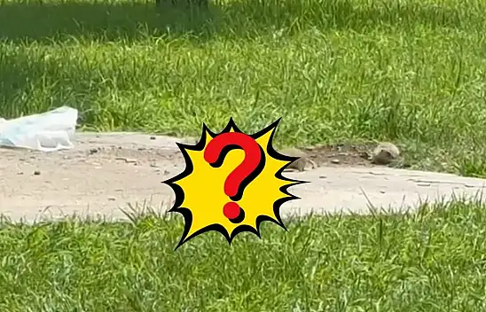 Kayseri'de Millet Bahçesi'nde ortaya çıktı! Görenler telefona sarıldı
