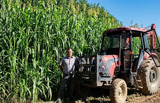 Kayseri'de mısıra alternatif sorgum: İlk biçimde dönüme 5 ton verim