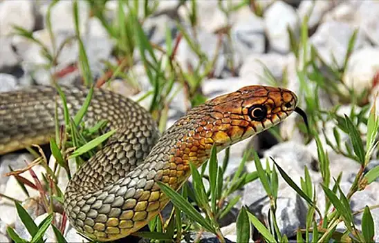 Kayseri'de neden yastıklarının altına yılan derisi koydular?