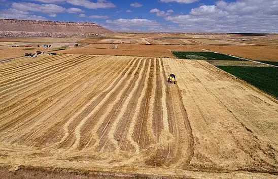 Kayseri'de o ilçe aspir üretiminde birinci oldu