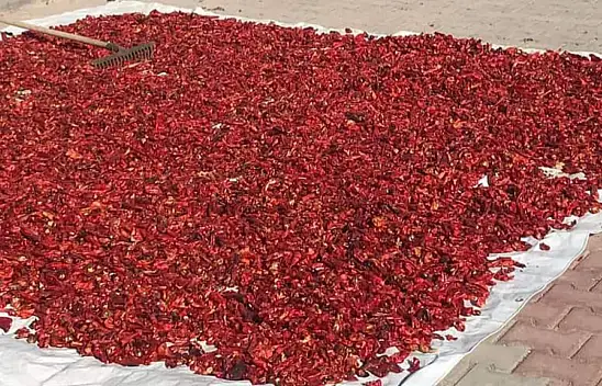 Kayseri'de o mahallede 10 ton üretiliyor! 'Köylü malı, sahip çıkalım' çağrısı