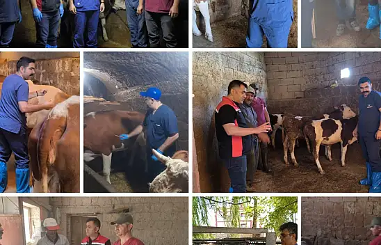 Kayseri'de şap aşılama çalışmaları haftasonu da sürüyor