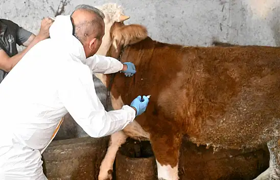 Kayseri'de şap hastalığı ile mücadele! İl Müdürü olay yerinde